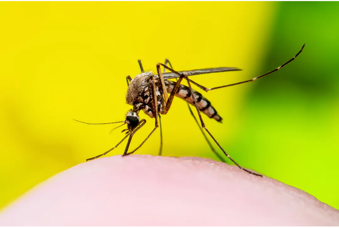 Infected Insect Bites – Pharmacy First